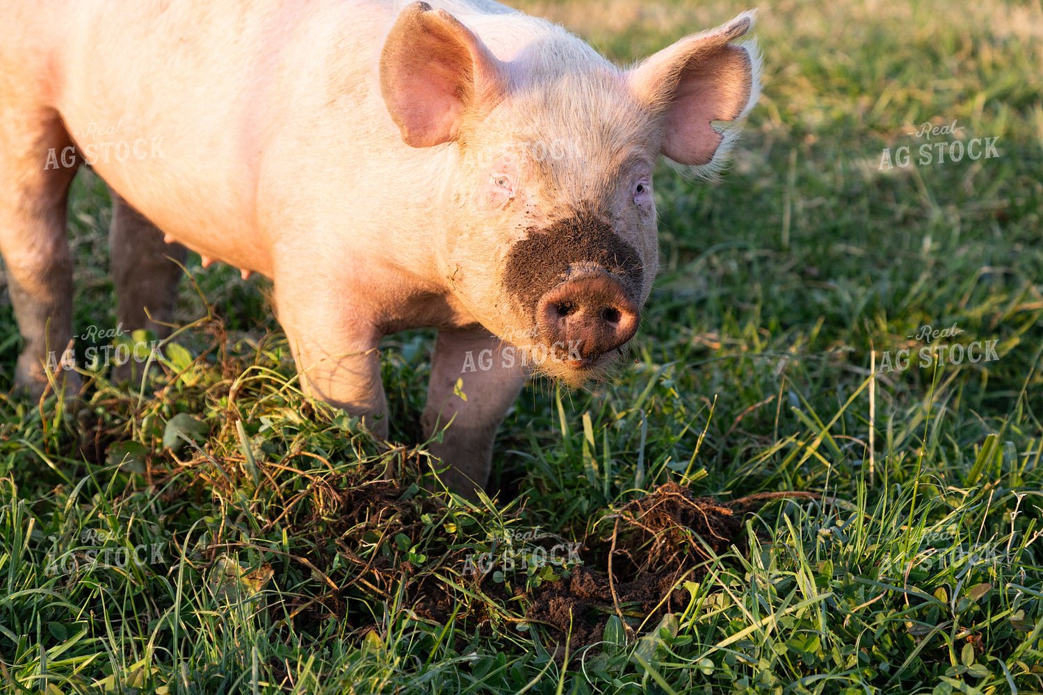 Pig 276042