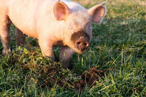 Pig 276042