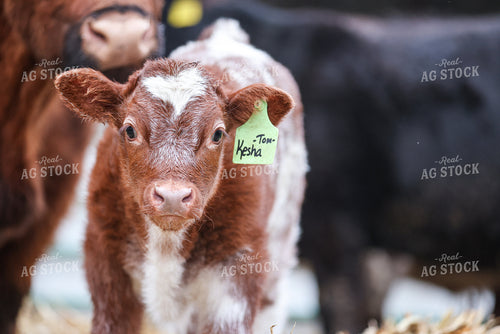 Shorthorn Calf 160494