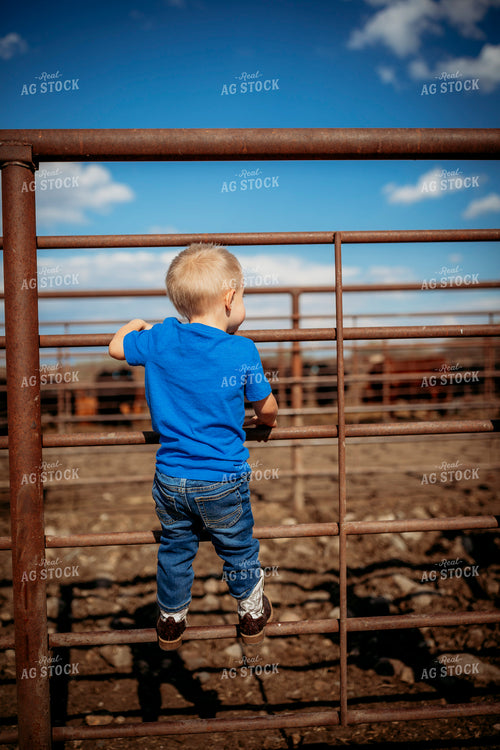 Ranch Kid on Fence 285028