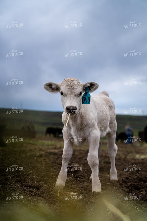 Young White Calf Grazing in Open Field Under Cloudy Sky 65279