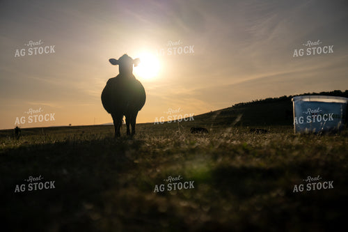 Silhouette Of A Cow In A Peaceful Pasture During Sunset 65241