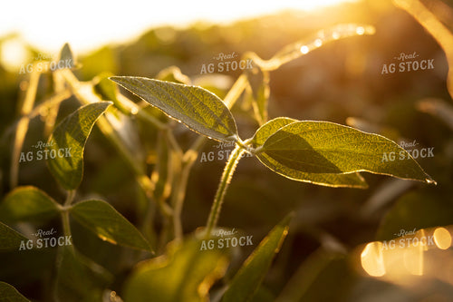 Soybeans - Mid-Season 4911