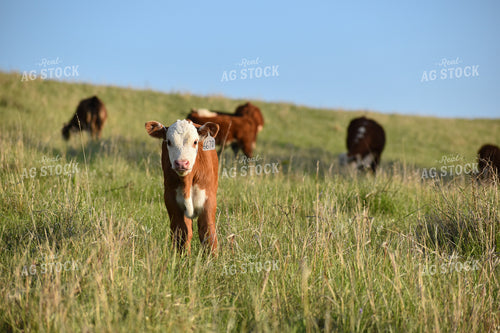 Hereford Calf 176009