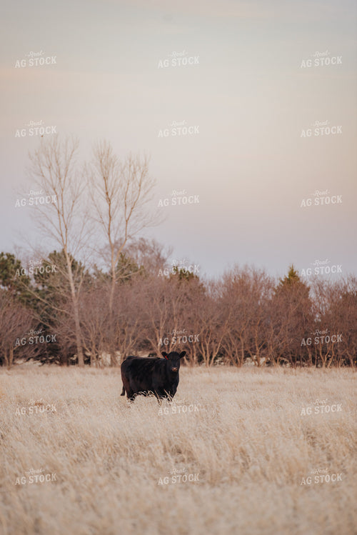 Angus Cattle Grazing in Pasture 68029