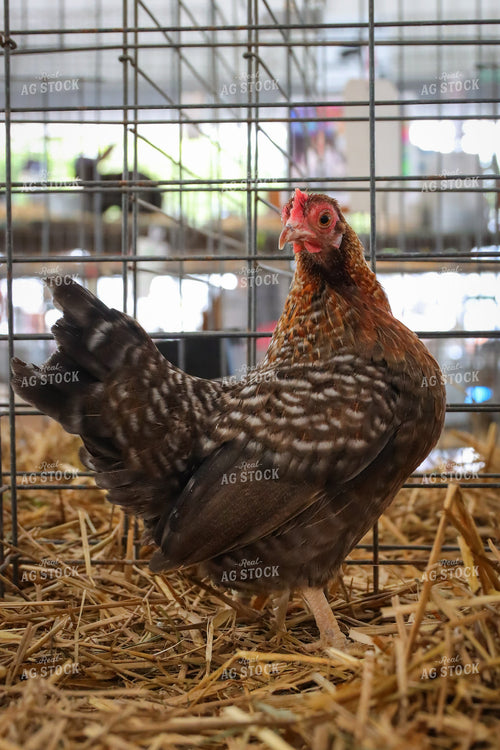 Chicken at 4H Show 52213