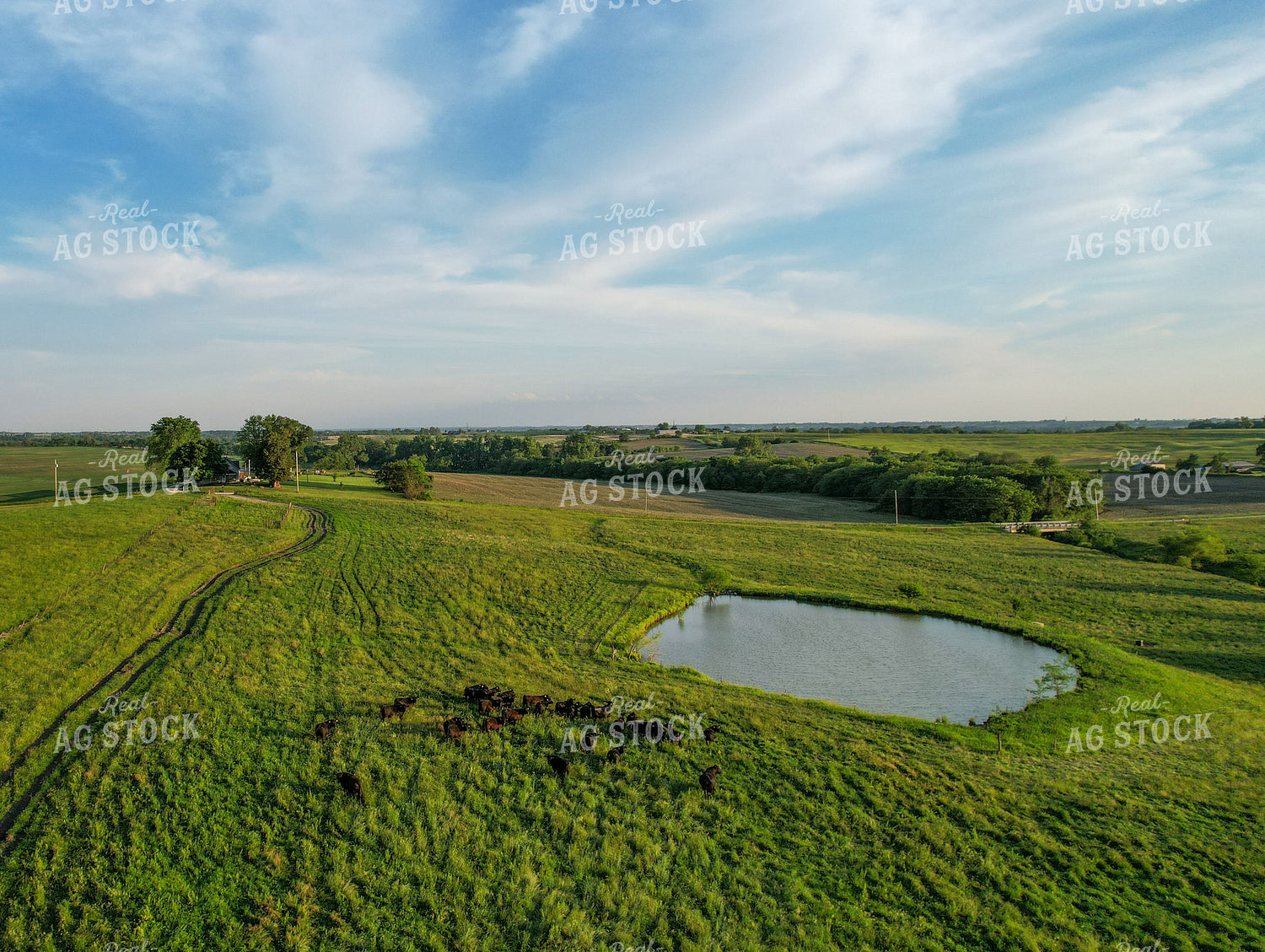 Aerial of Summer Pasture 261054