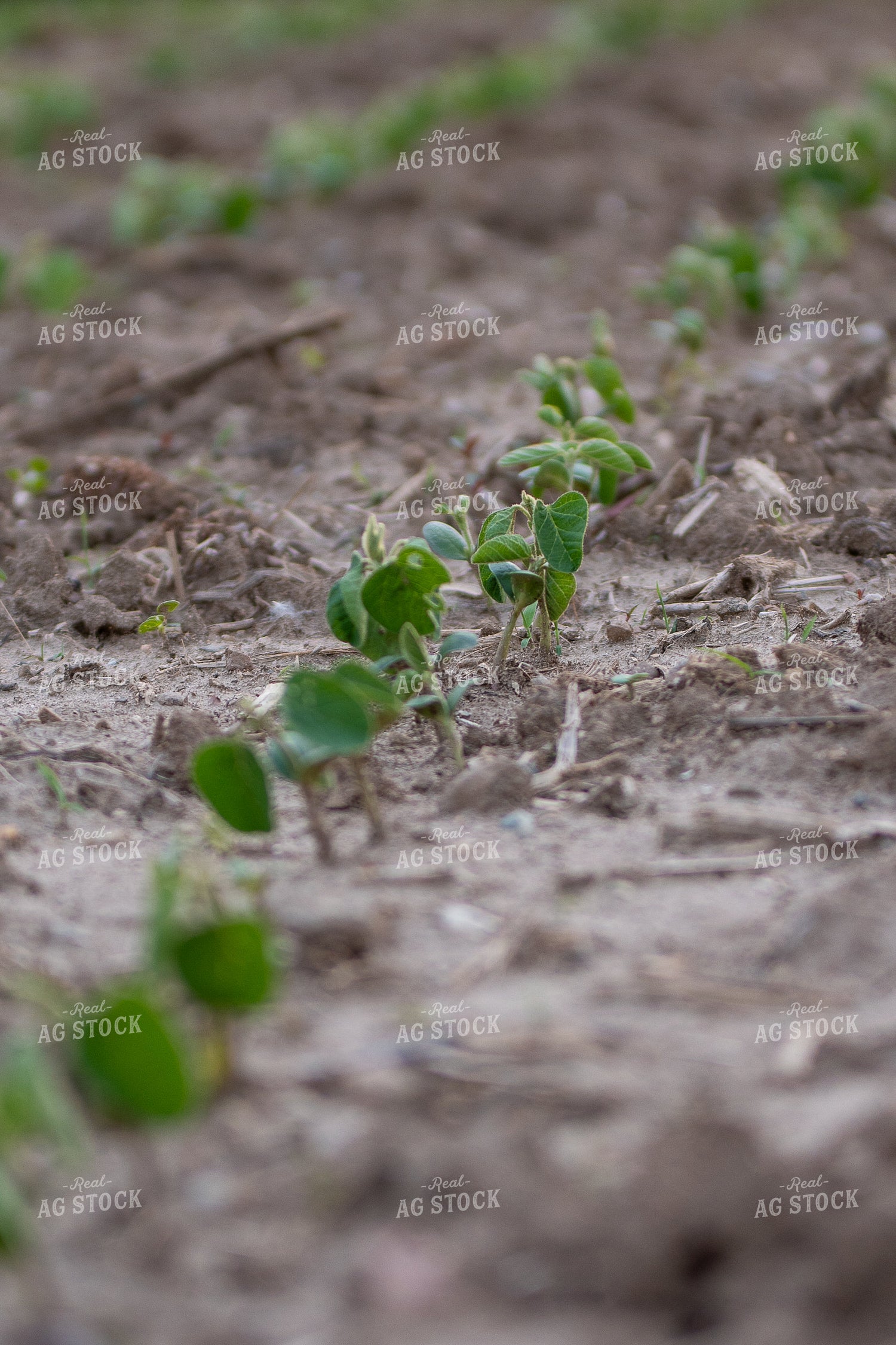 Early Growth Soybeans 50500