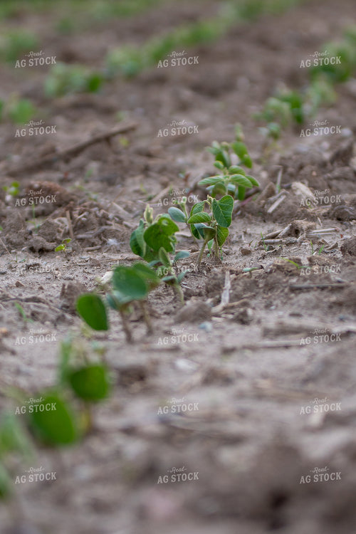 Early Growth Soybeans 50500