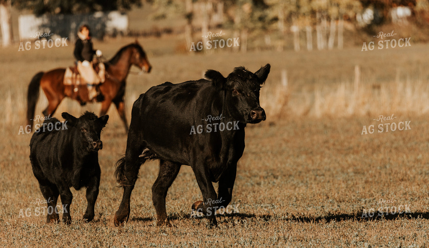 Ranchers on Horseback with Cattle 66062