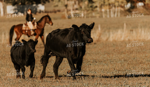 Ranchers on Horseback with Cattle 66062
