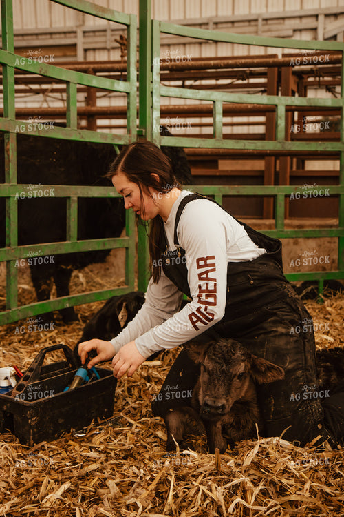 Vaccinating Calves 67652