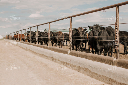 Feedyard 3007