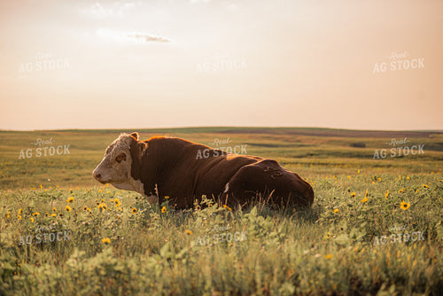 Hereford Bull 299176