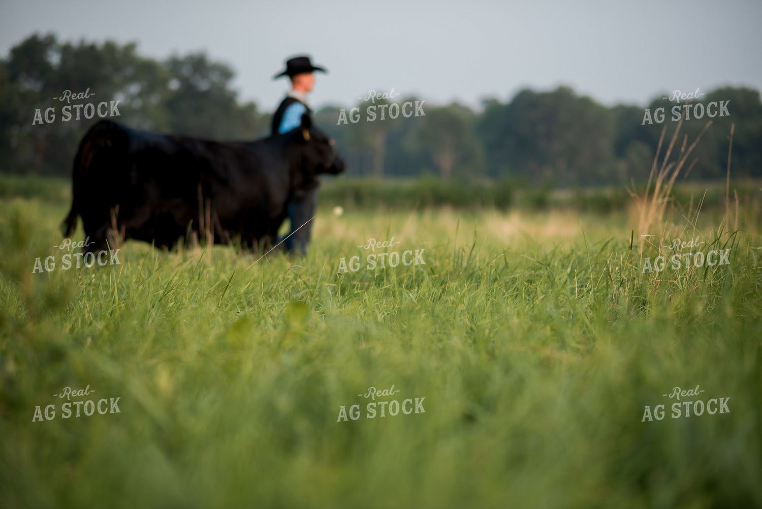 Farm Kid with Show Cow 76739