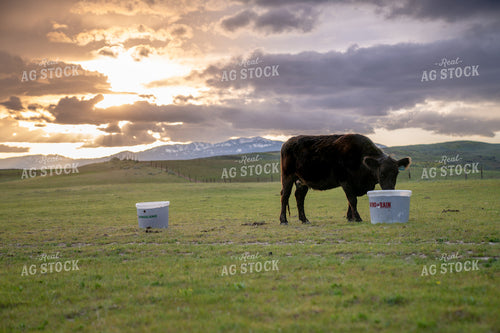 Cow Grazing in Open Pasture During Scenic Sunset 65285
