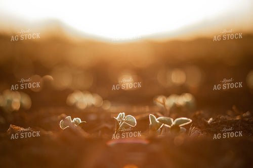Early Growth Soybeans 215029