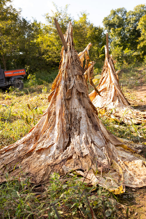Curing Tobacco in Field 52549