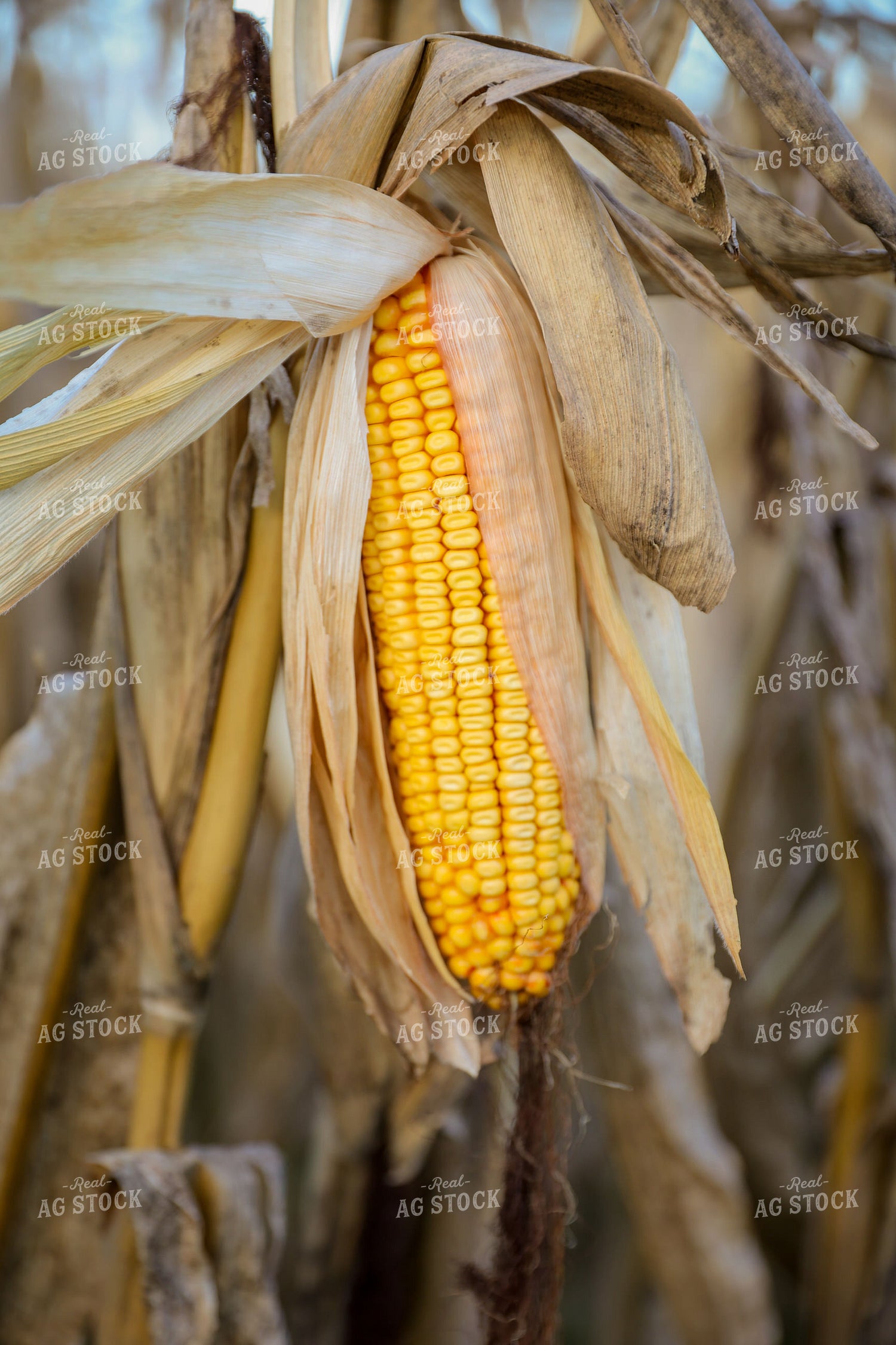 Dried Ear of Corn 52469