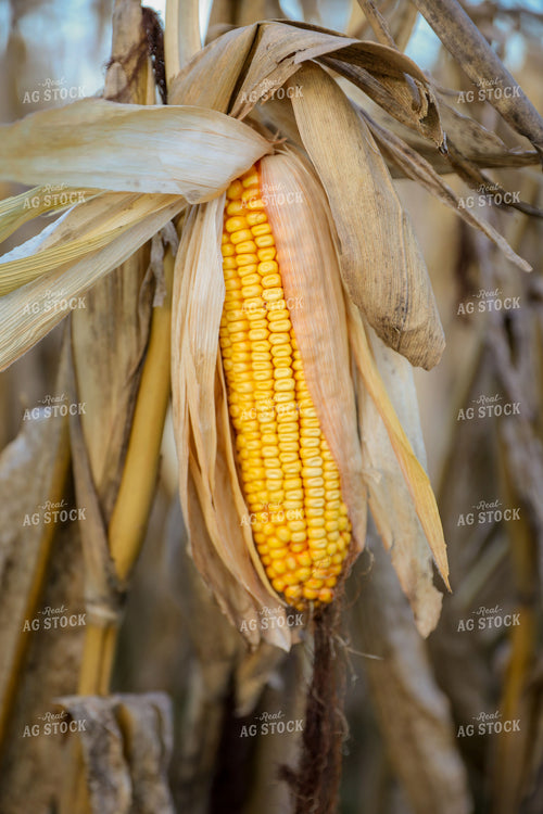 Dried Ear of Corn 52469