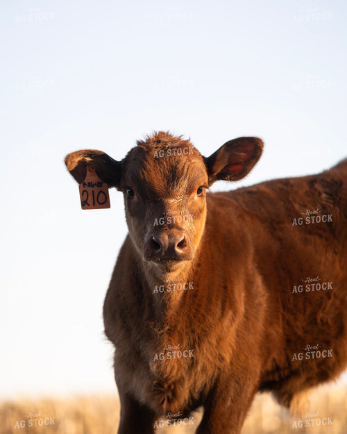 Red Angus Calf 305027