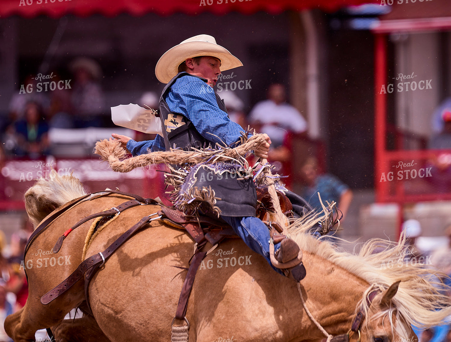 Saddle Bronc Riding 177018
