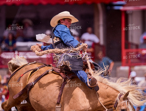 Saddle Bronc Riding 177018