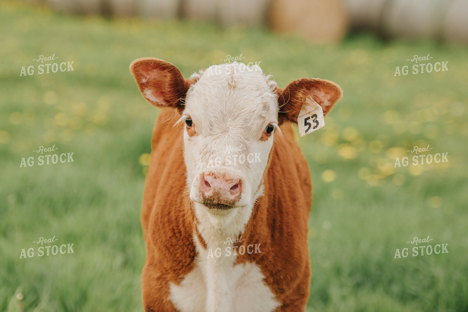 Hereford Calf in Pasture 68097