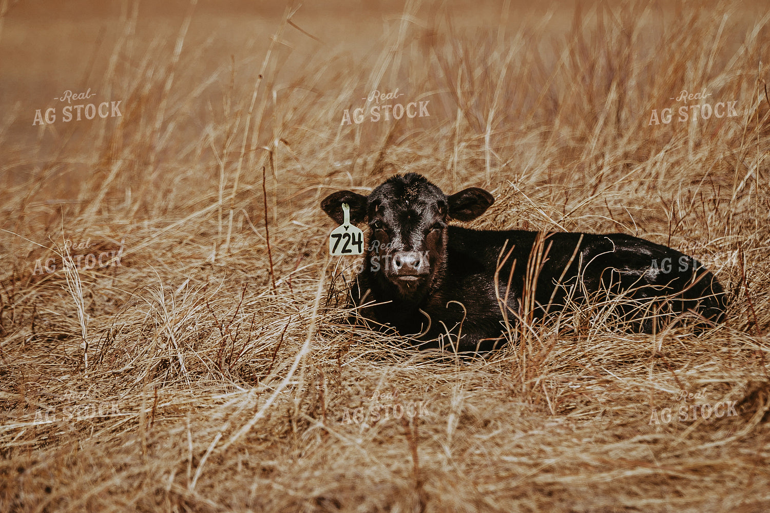 Angus Calf on Pasture 202001