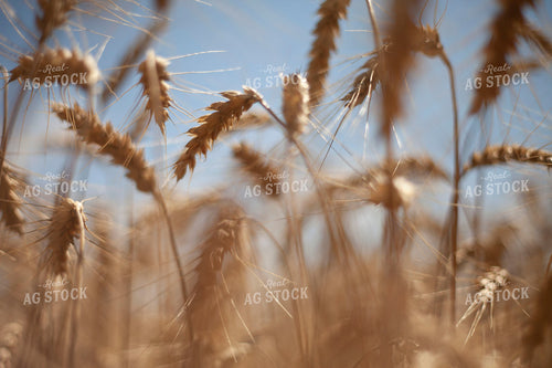 Wheat 2177