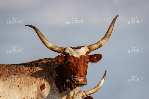 Longhorn Cattle 155057