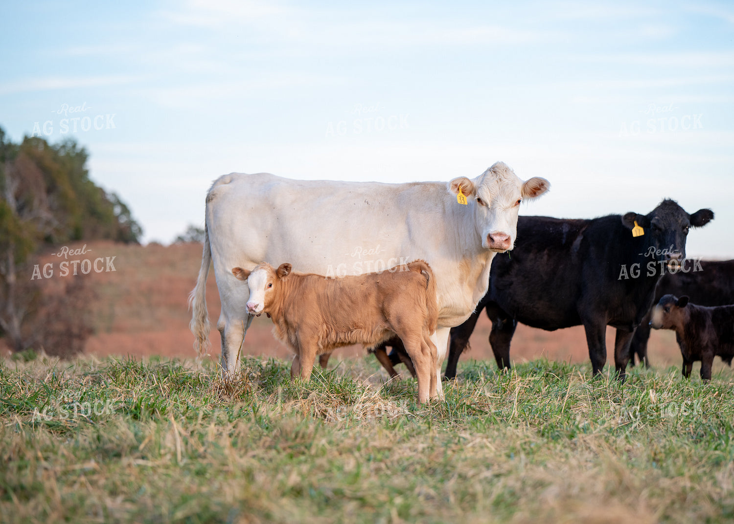 Crossbred Cow Calf Pairs 193056