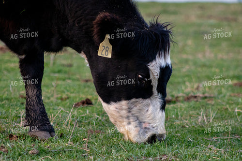 Cross Cattle 214117