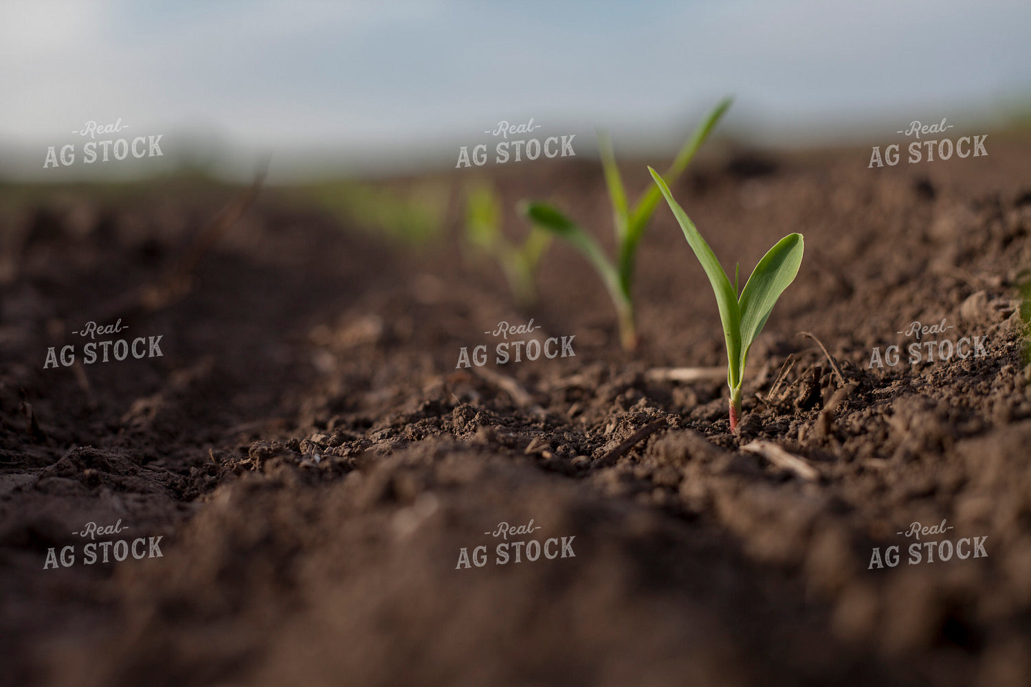 Corn - Early Growth 1123