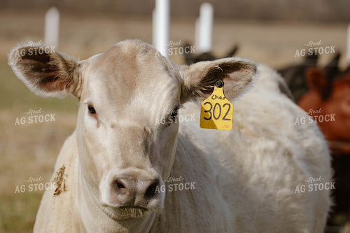 Cattle on Pasture 160059