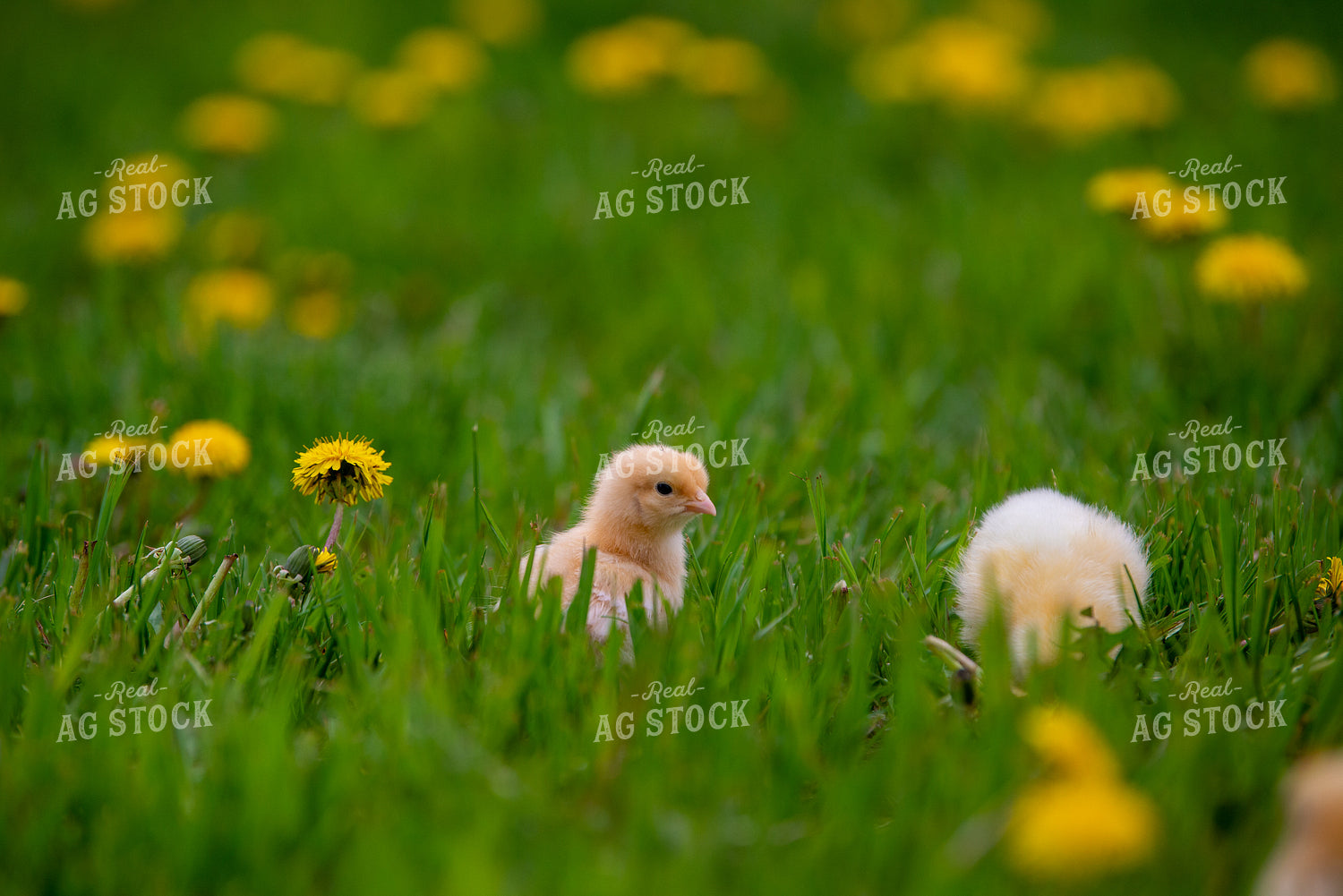 Baby Chicks 299067