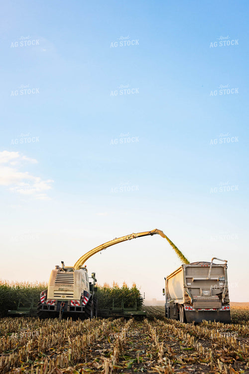 Chopping Corn Silage 152555