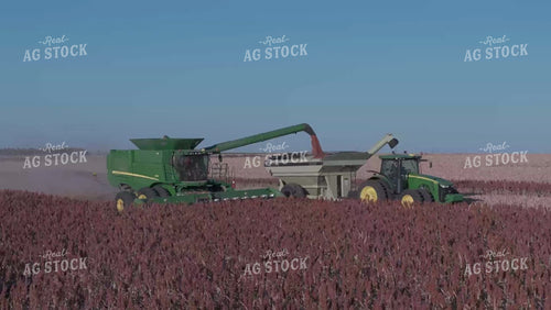 Milo Harvest 239068