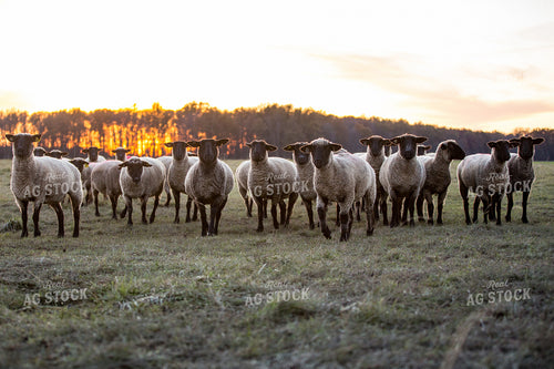 Sheep in Pasture 90061