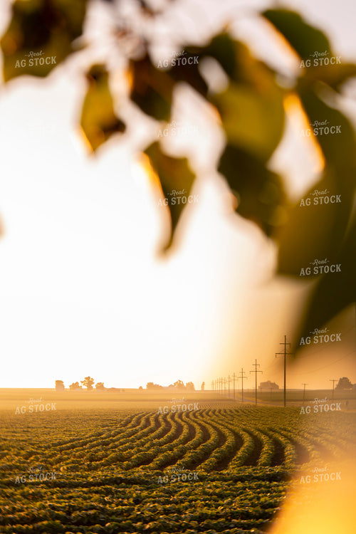 Soybeans - Mid-Season 1460