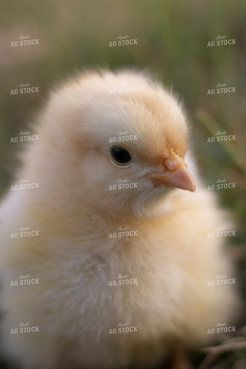 Chick in Farmyard 108035