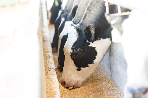 Holstein Cattle Eating 90021