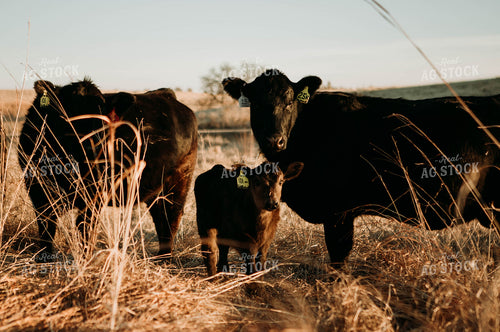 Cow-Calf in Pasture 77216