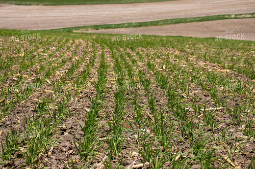 Early Wheat 67066