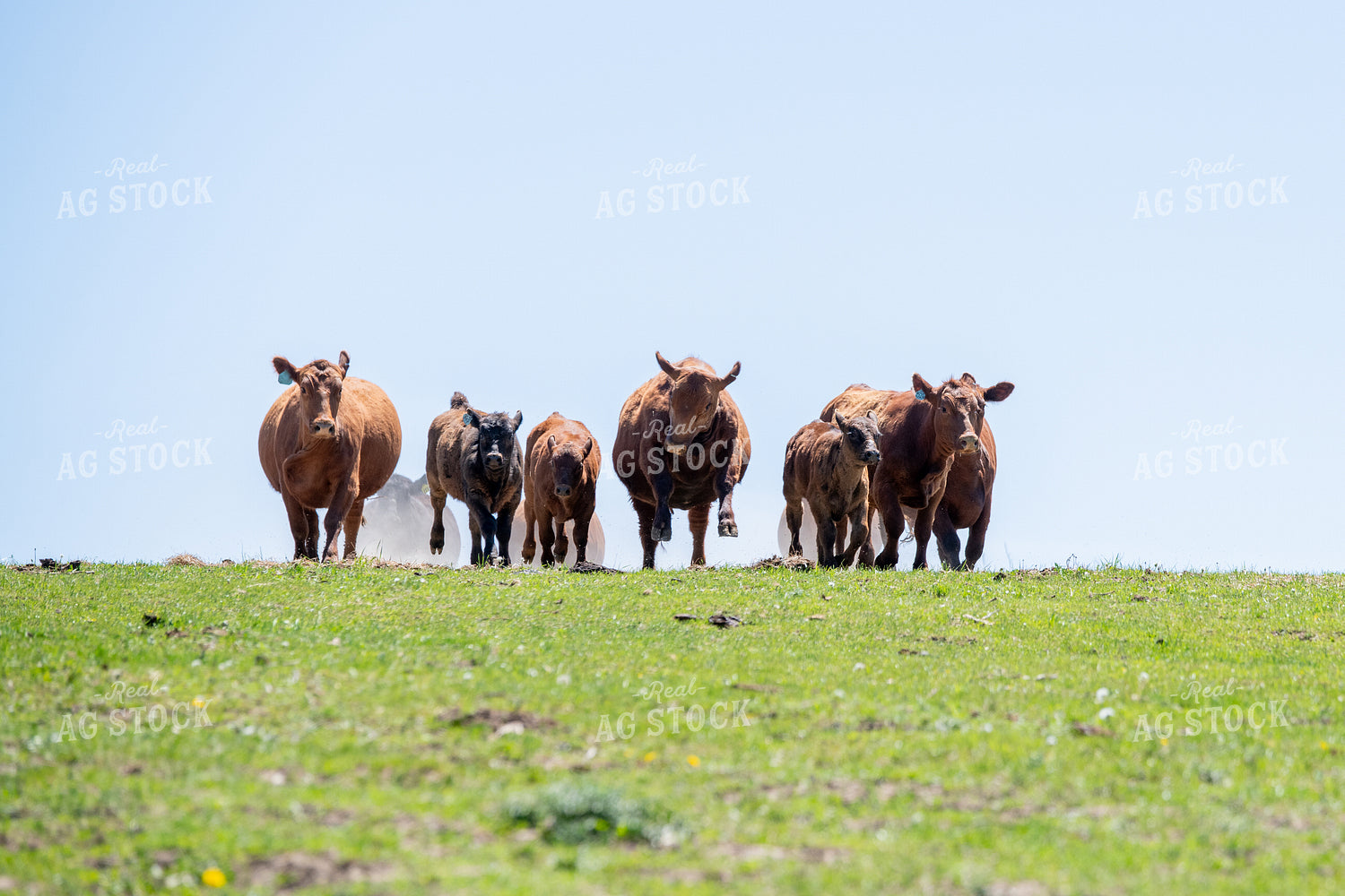 Red Angus Cattle Running in Pasture 193098