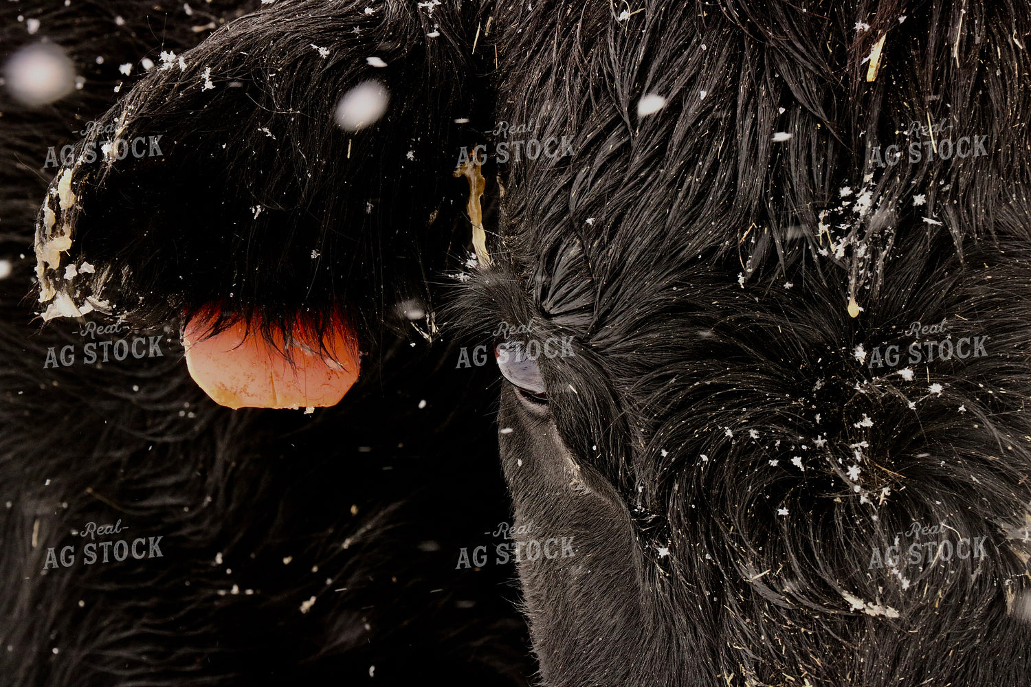 Snowy Cattle Close Up 299247