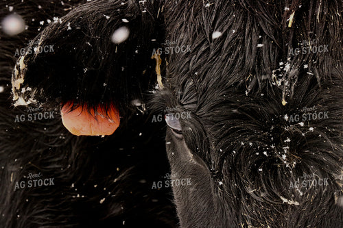 Snowy Cattle Close Up 299247