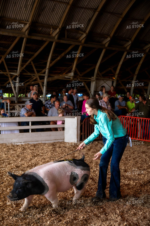 Showing Pigs 115779