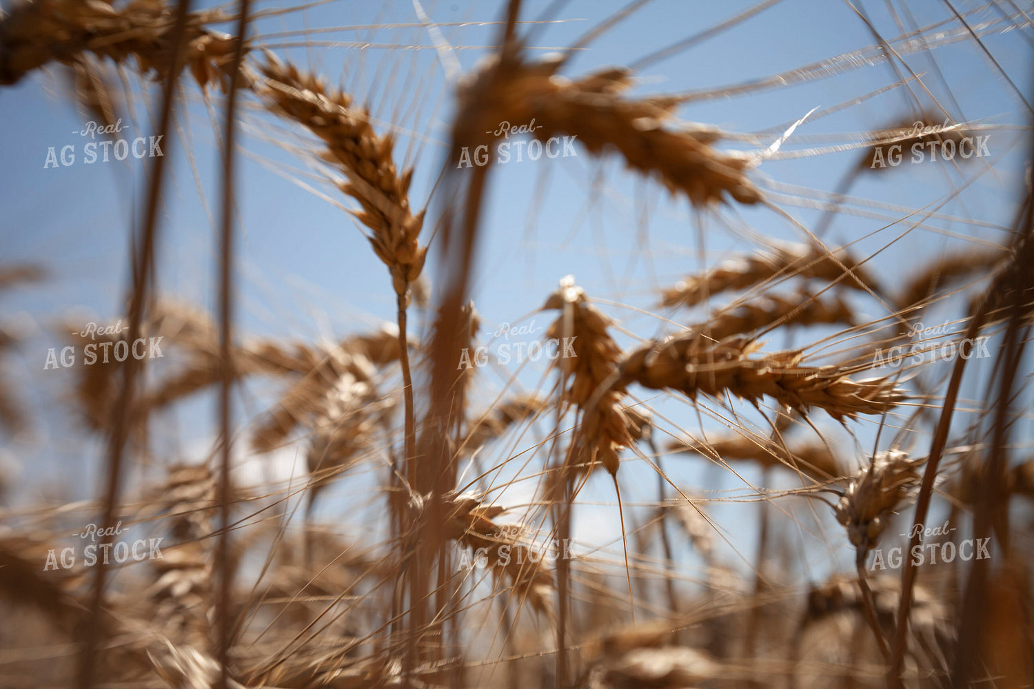 Wheat 2162