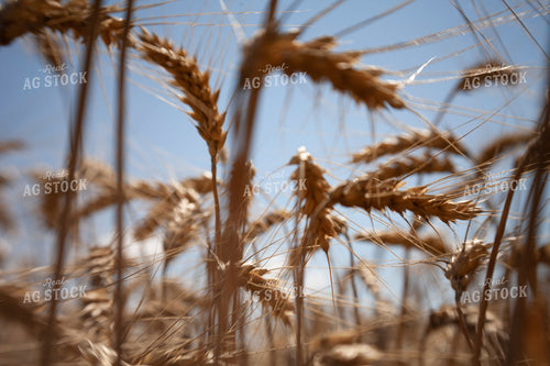Wheat 2162